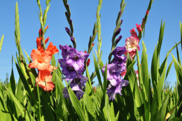 Gladioli uPick Experience