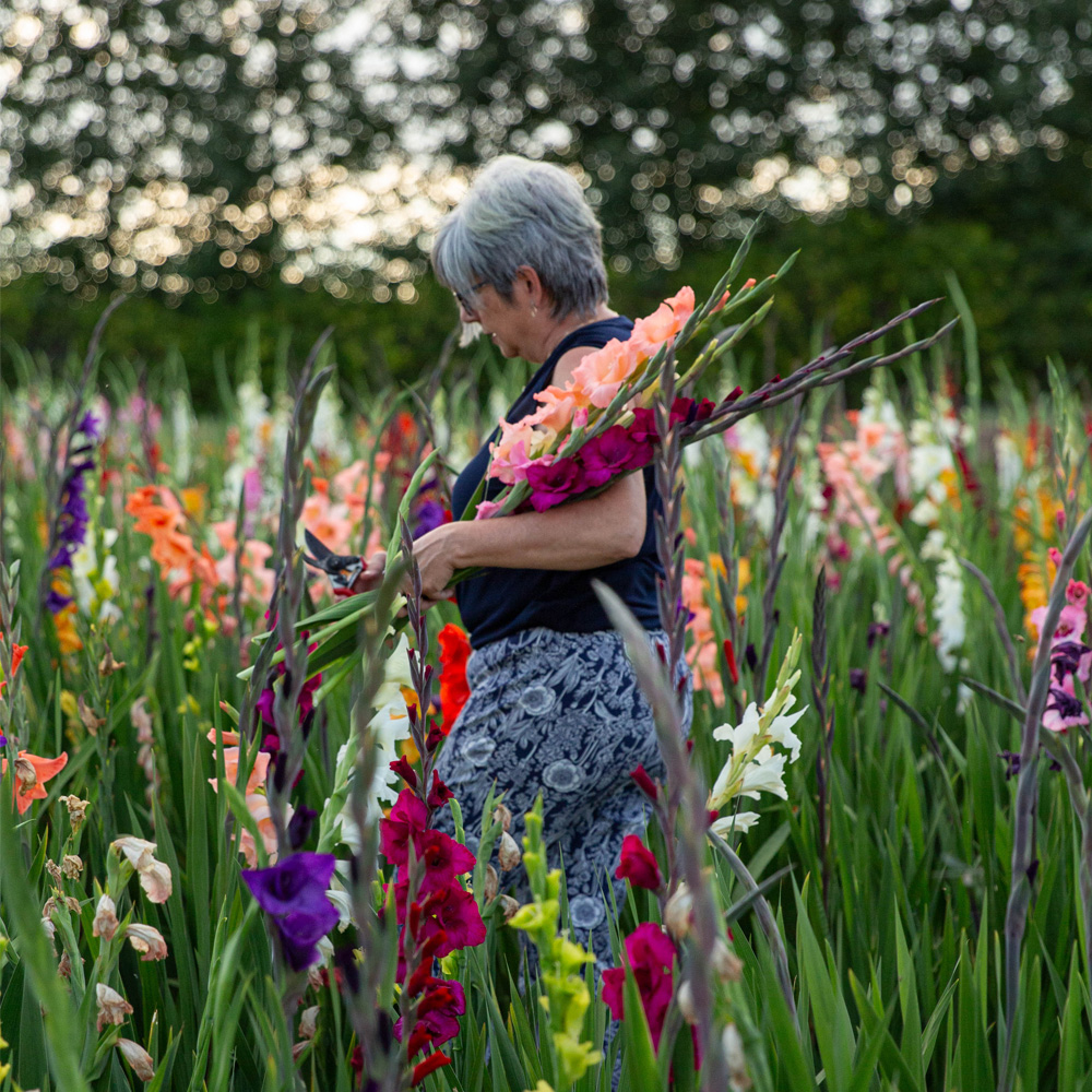 glads_1000x1000 Gladiolus field